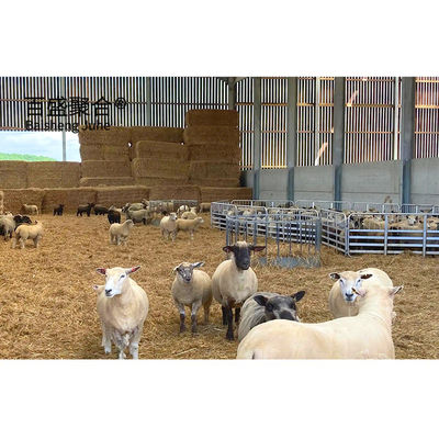 ساختمان های مزرعه گوسفند گوسفند گوسفند گوسفند با گواهی ISO9001 2008/CE/BV