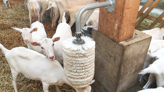 خانه پرنده های باز برای پرورش گوسفندان و گوسفندان